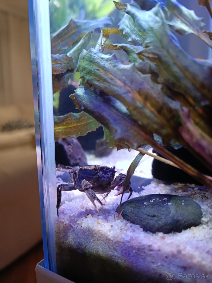 Krab Mekong - Siamthelphusa sp. - 2