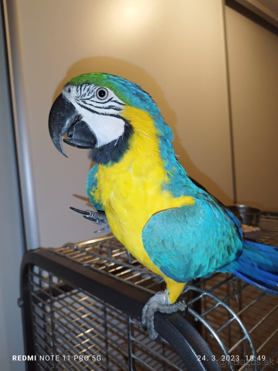 Predám 3 ročnú ara ararauna - 2