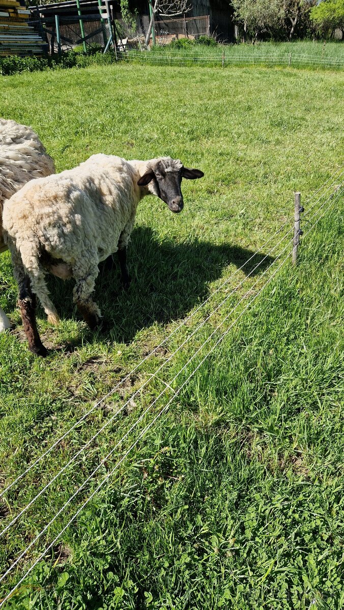 Predam ovcu a barana - 2