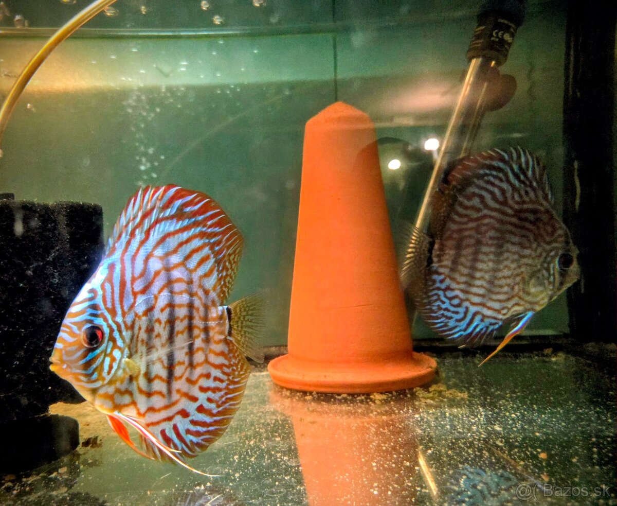 Terrcovce Red tyrkys diskus - 2