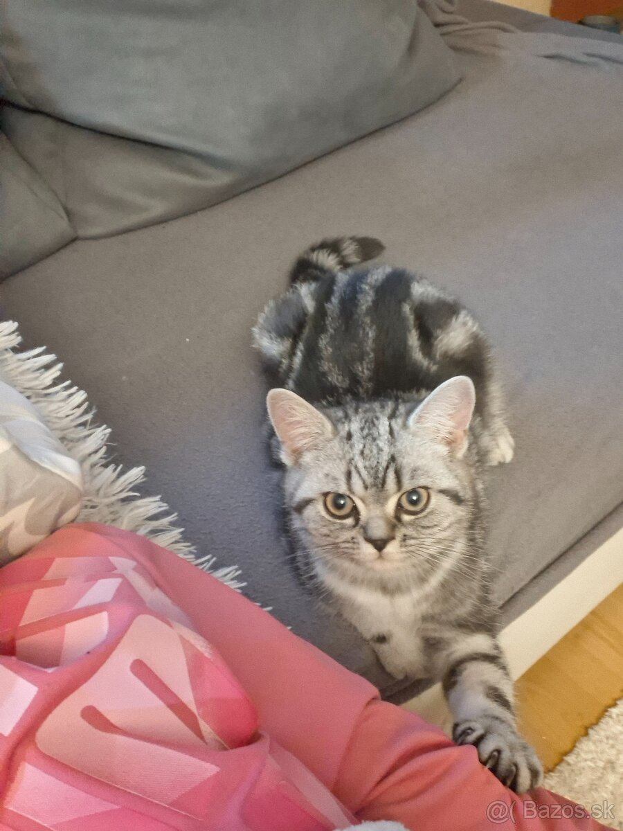 Britské whiskas mačiatka s PP - 2