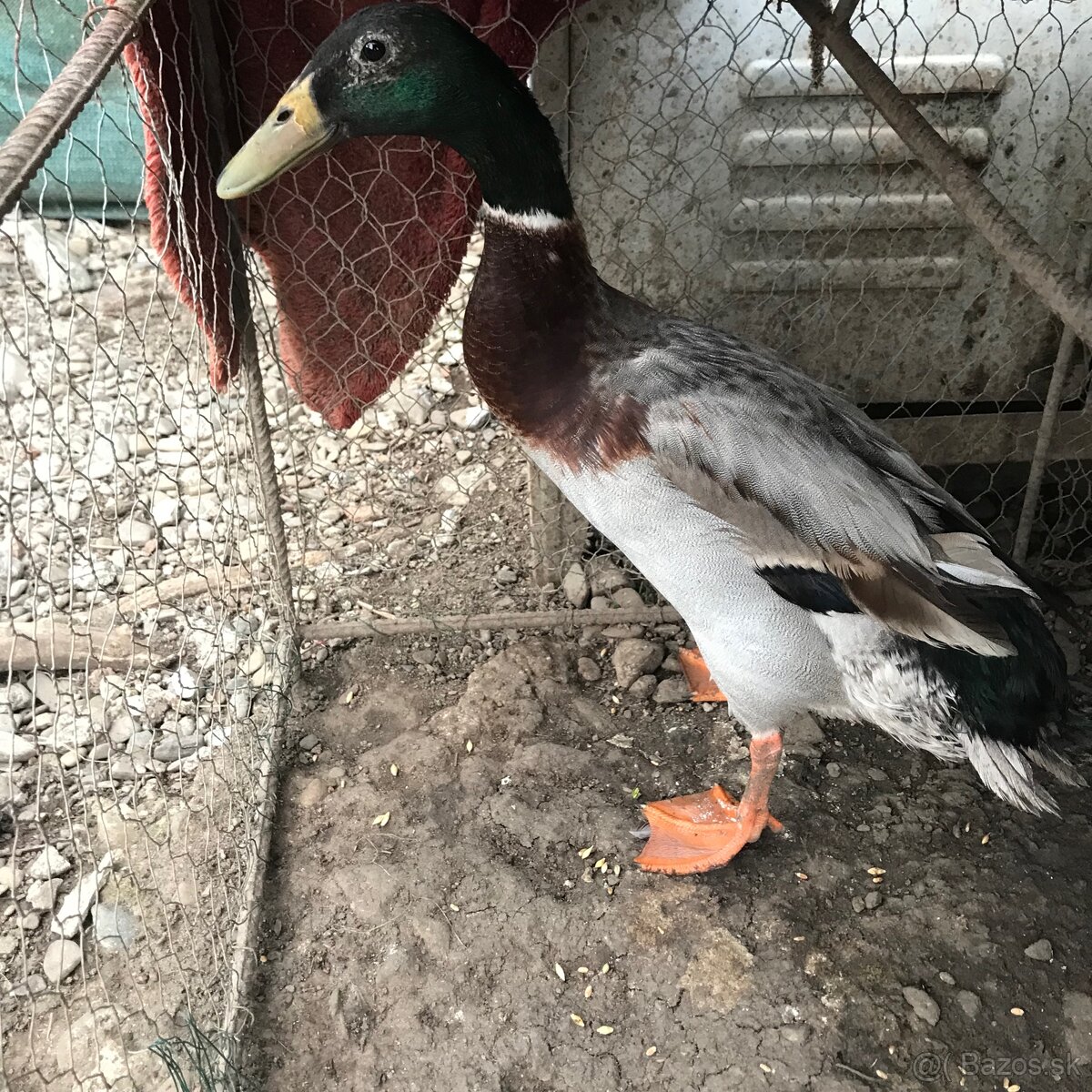 indicky bezec kacer - 2
