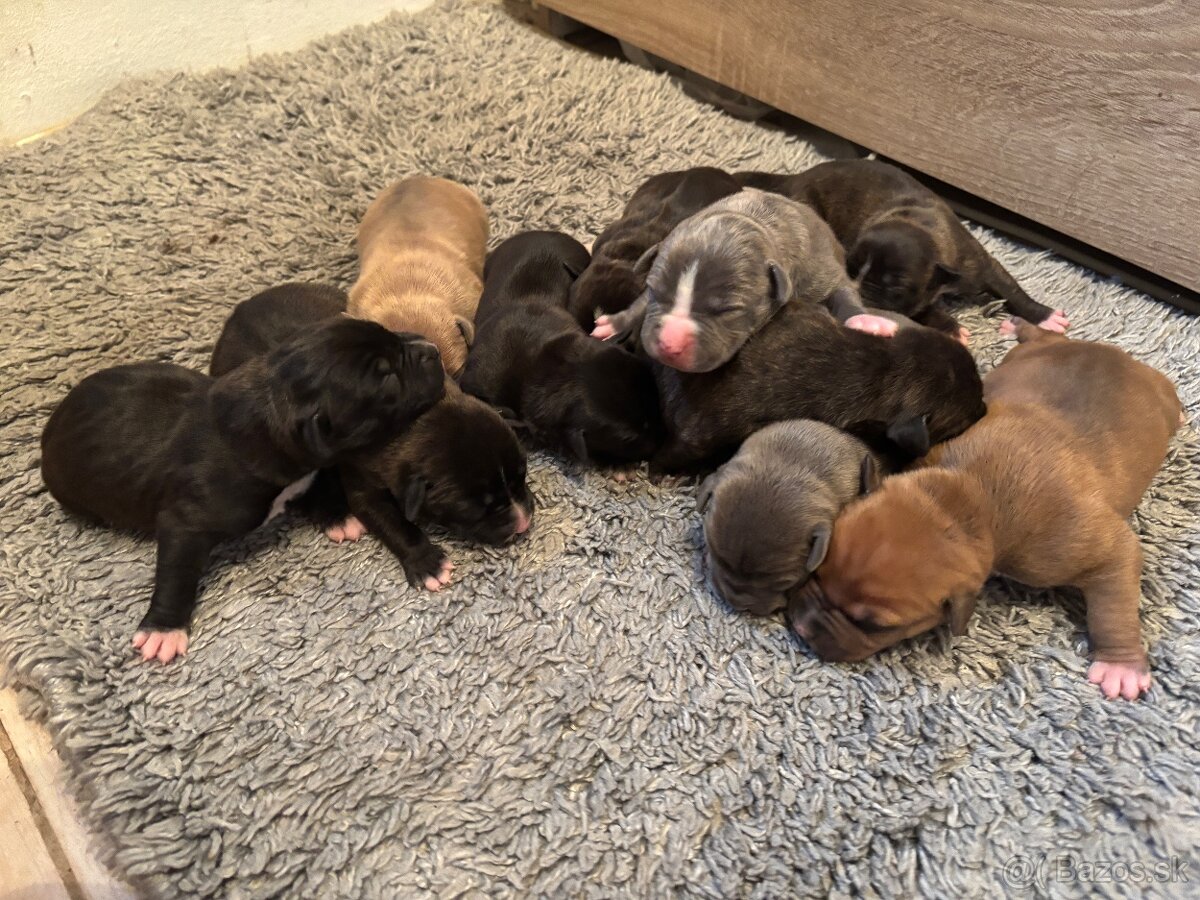 Americký stafordsirsky terier, Stafford, amstaf - 2