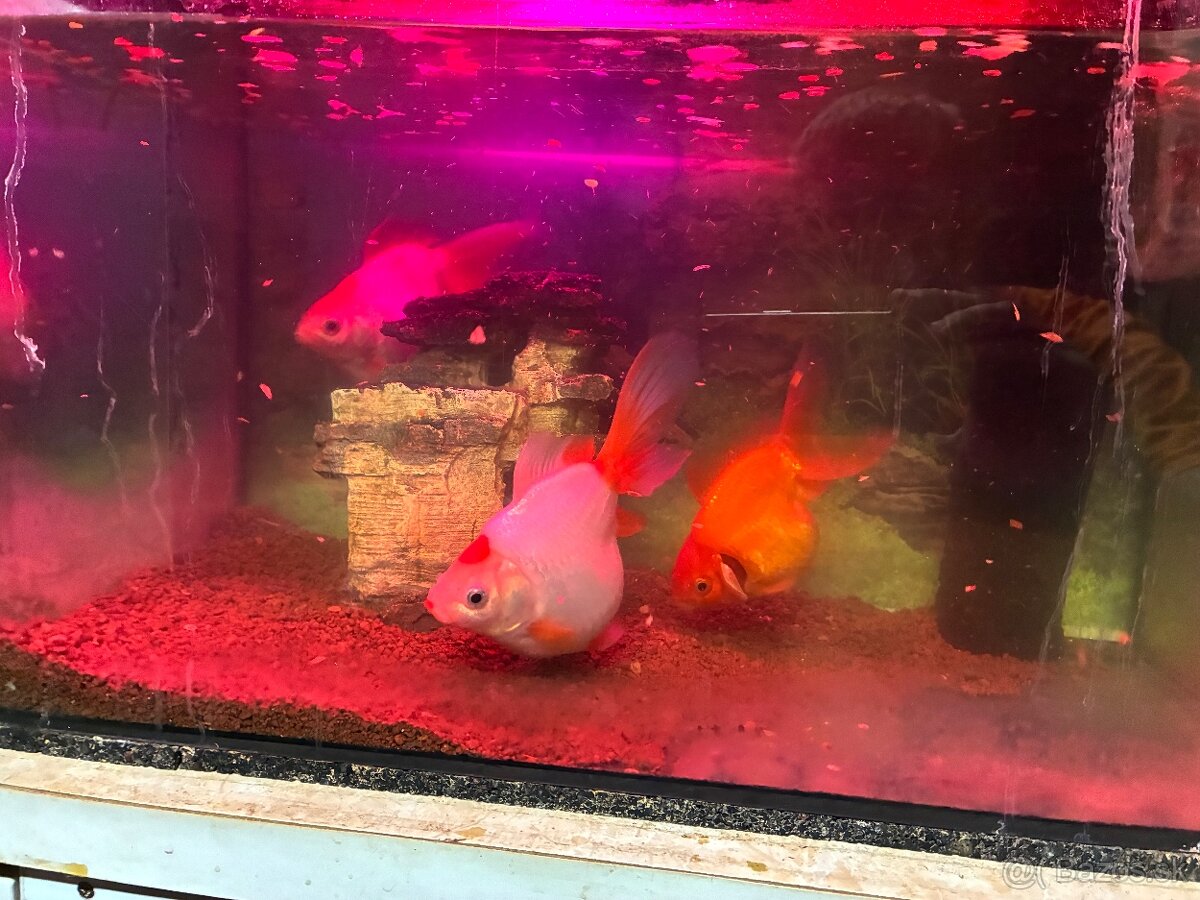 Predám akvárium 30l - 2