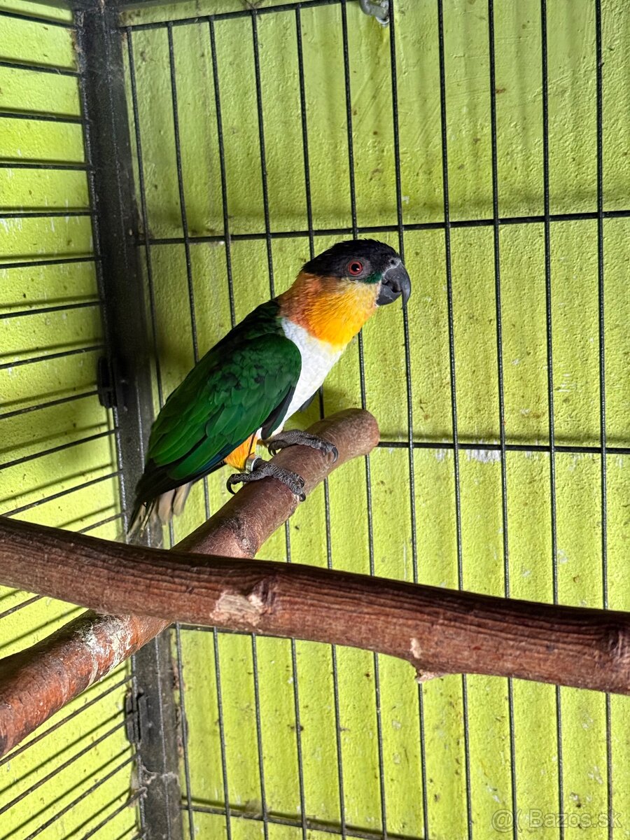 🟡🟢⚫️Chovný samec Amazonik Čiernotemenný🟡🟢⚫️ - 2