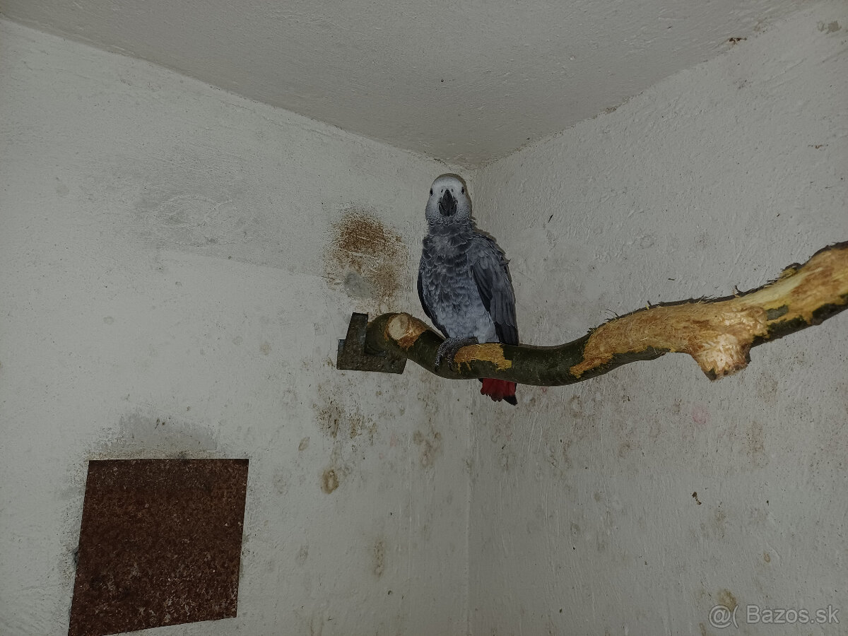 Predám samičku Žako kongo - 2