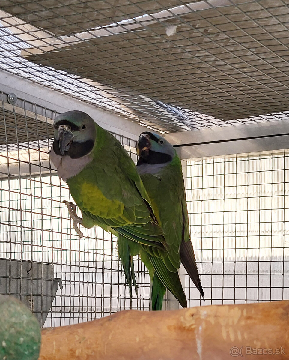 Alexander čínsky - 2