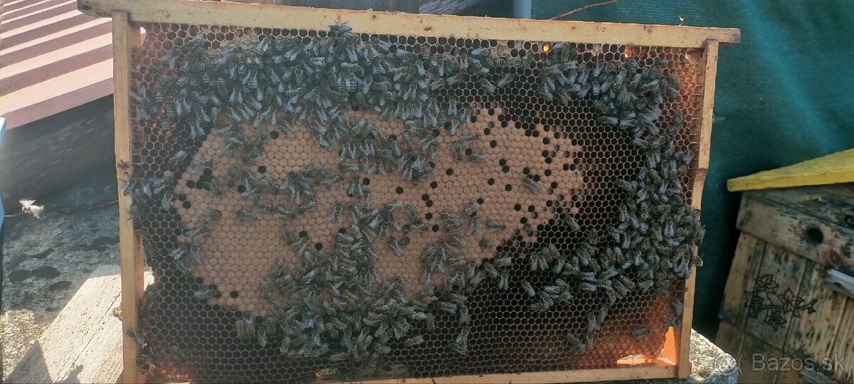 Predám včely - 2