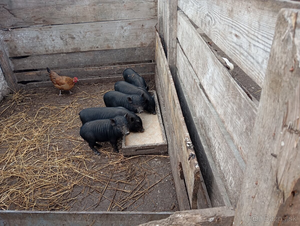 Vitnamské prasiatká - 2