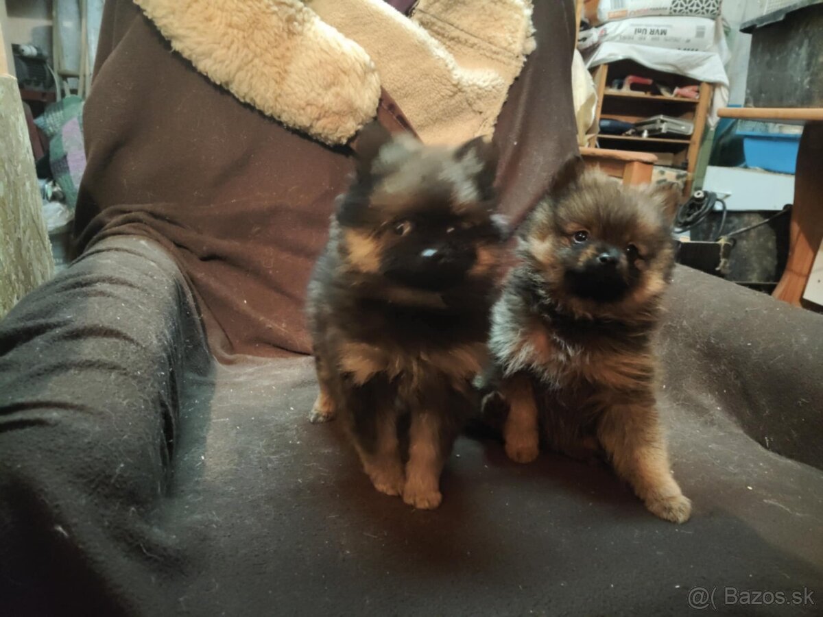 Nemecký špic malý - 2