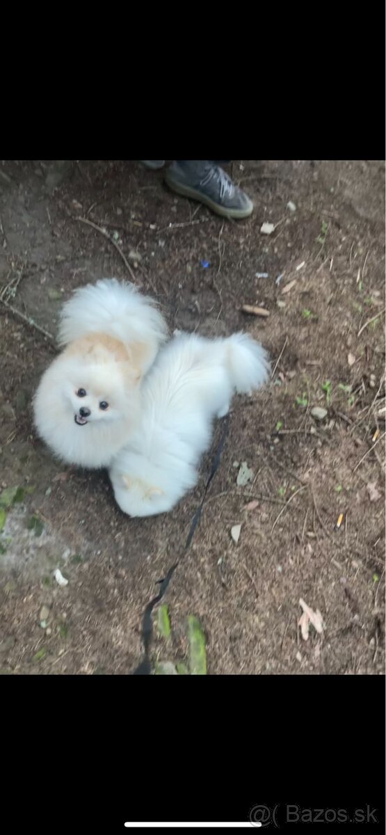 Predám Pomeranian - 2
