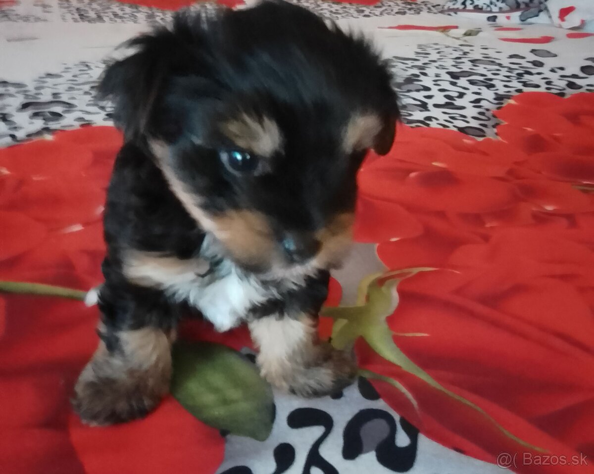 Yorkshir terrier - 2