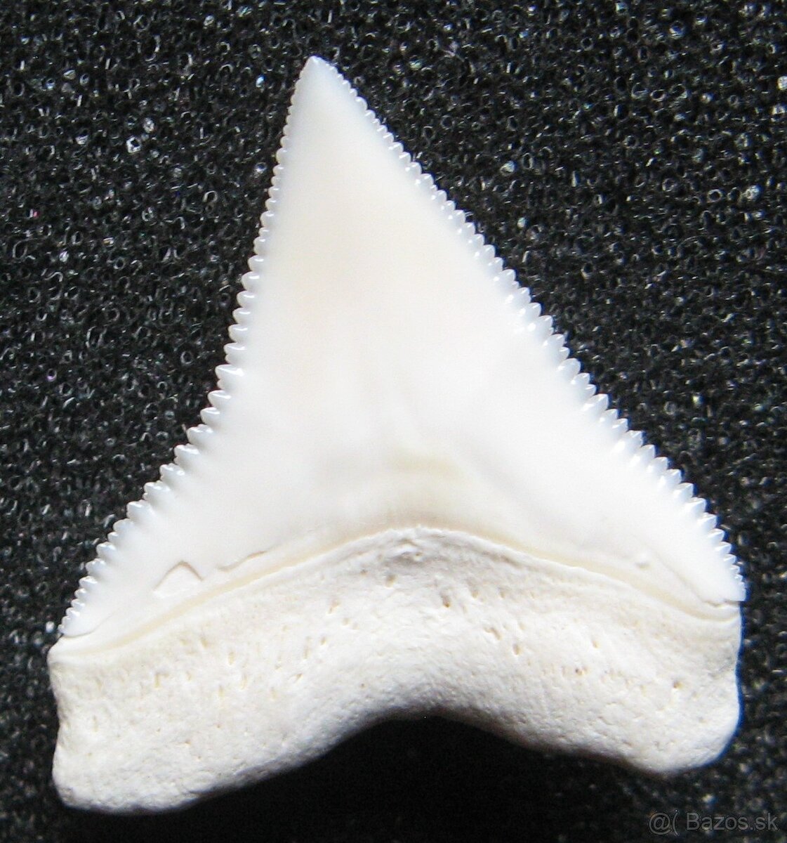 Zub - Žralok bělavý - 2