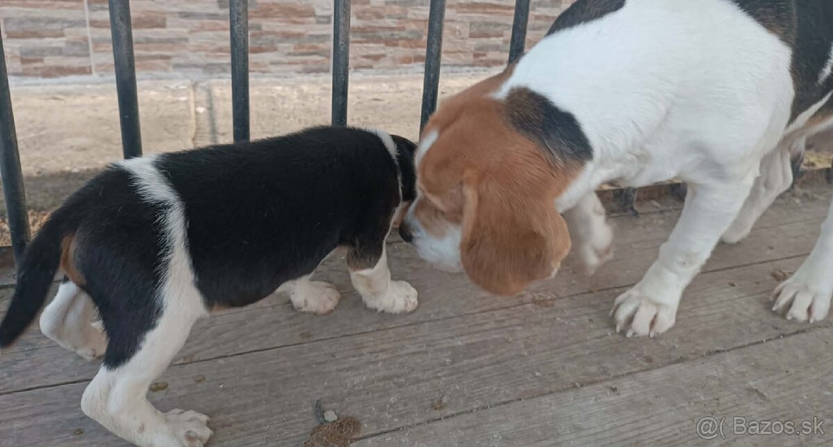 Bigl šteniatko ( psík) - 2