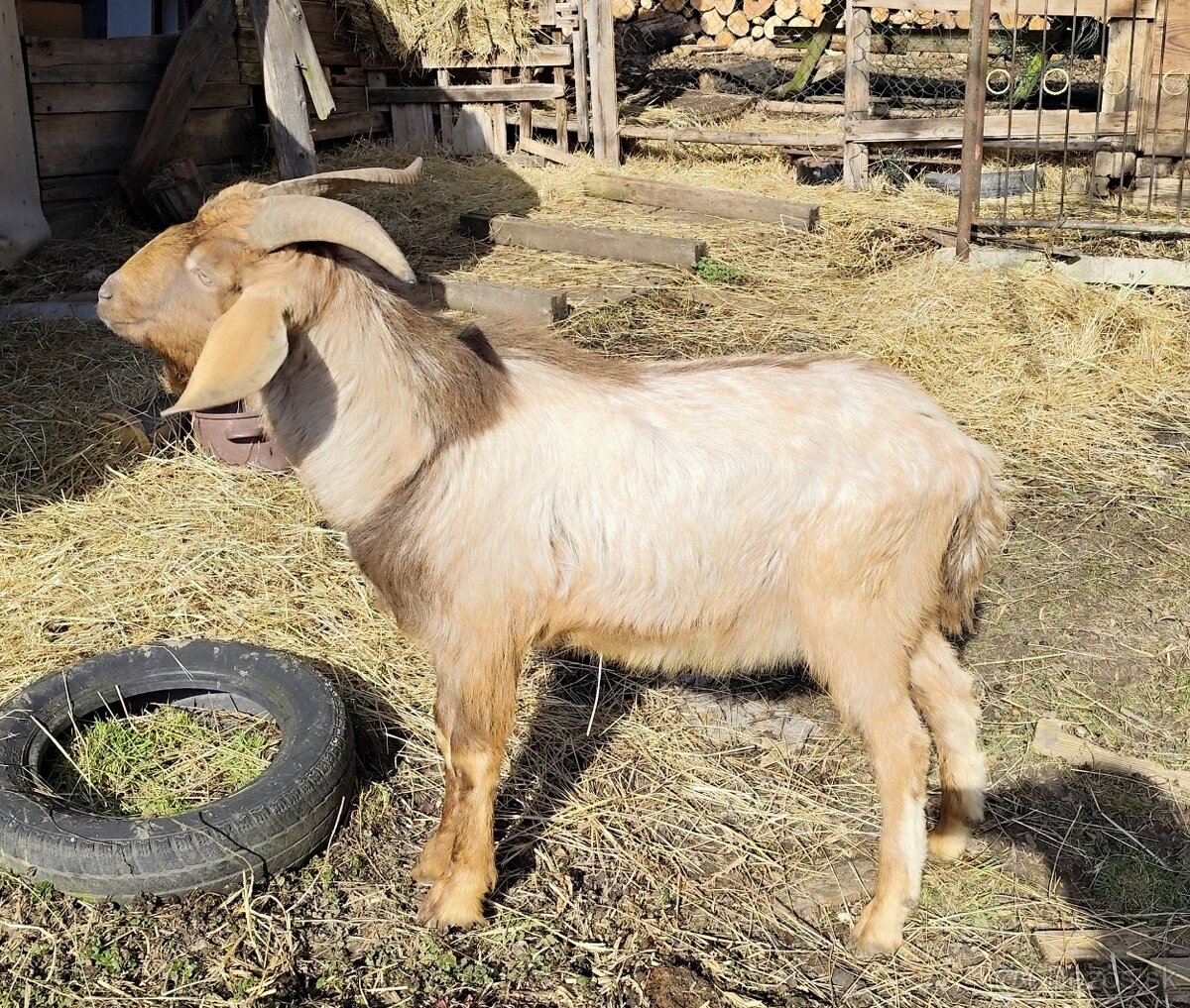 Darujem chovného dvojročného capa - 2