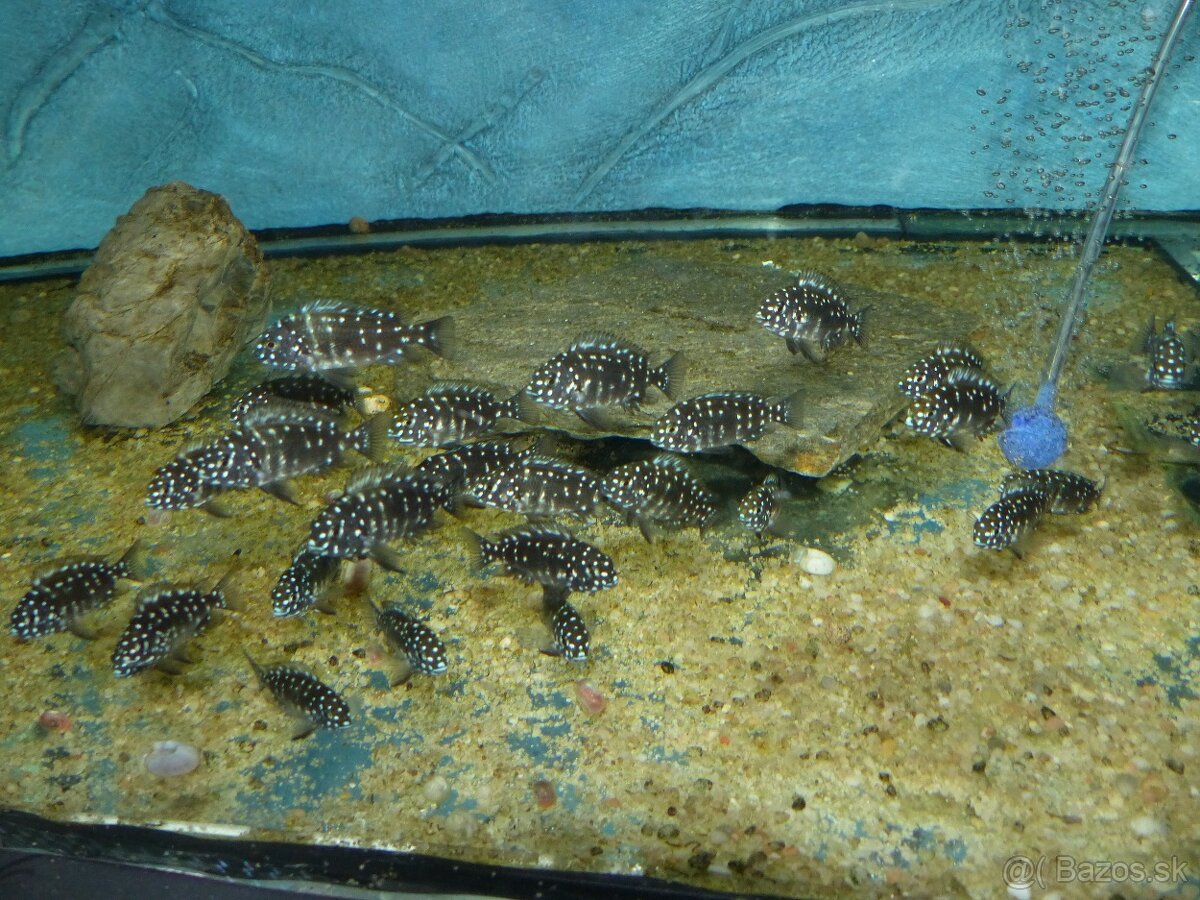 Tropheus duboisi MASWA - 2