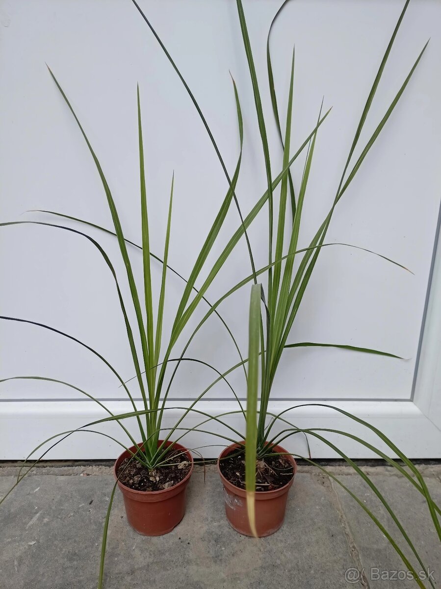 Yuka palma Cordyline australis - 2