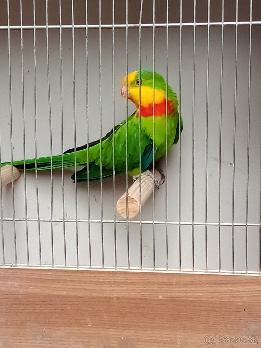 Papagaj nádherný -Baraband - samec - 2