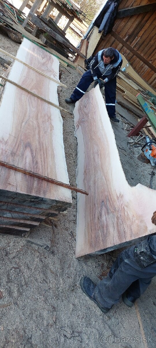 Platanove drevo. - 2