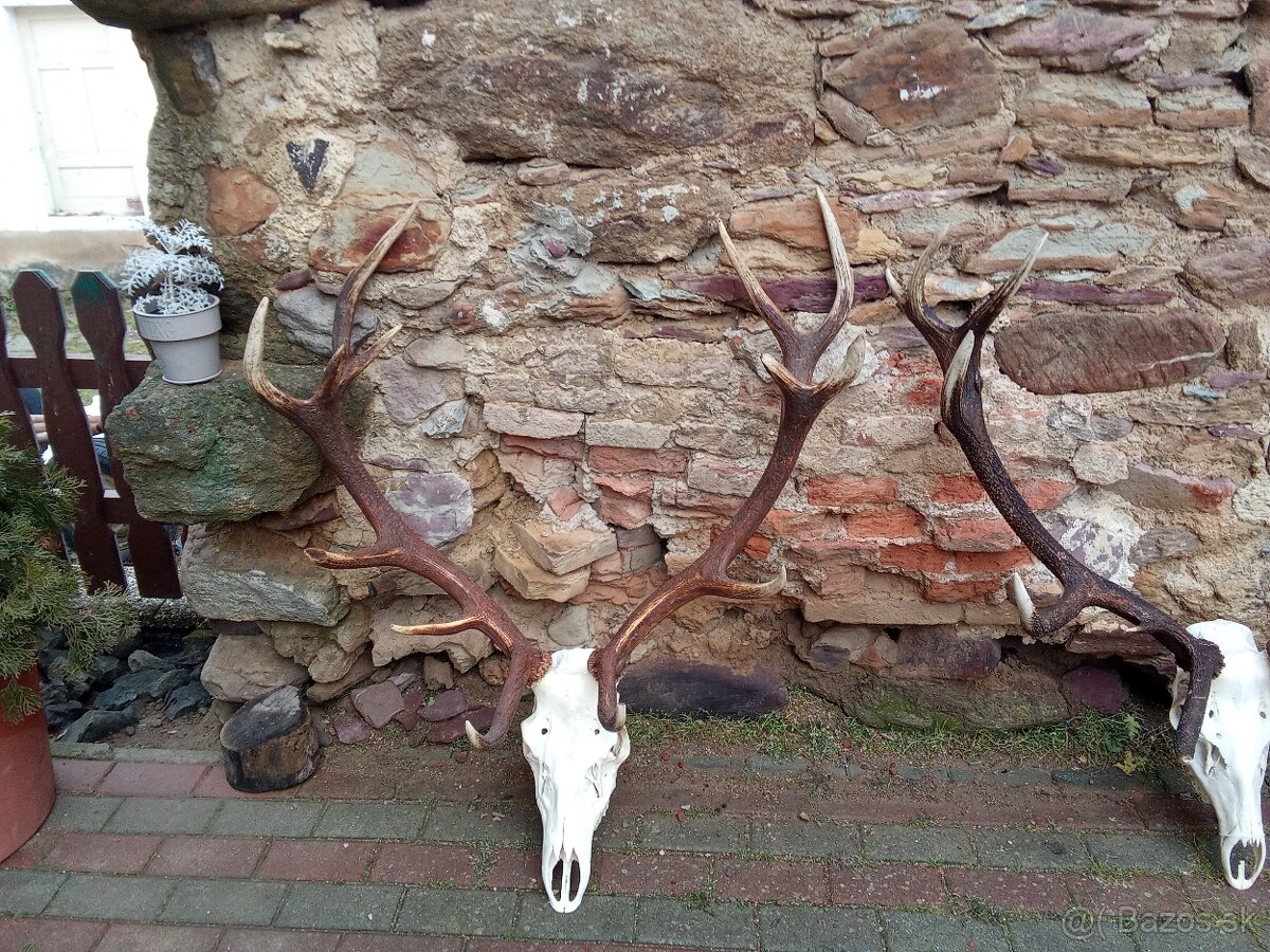 Trofeje jeleňa - 2