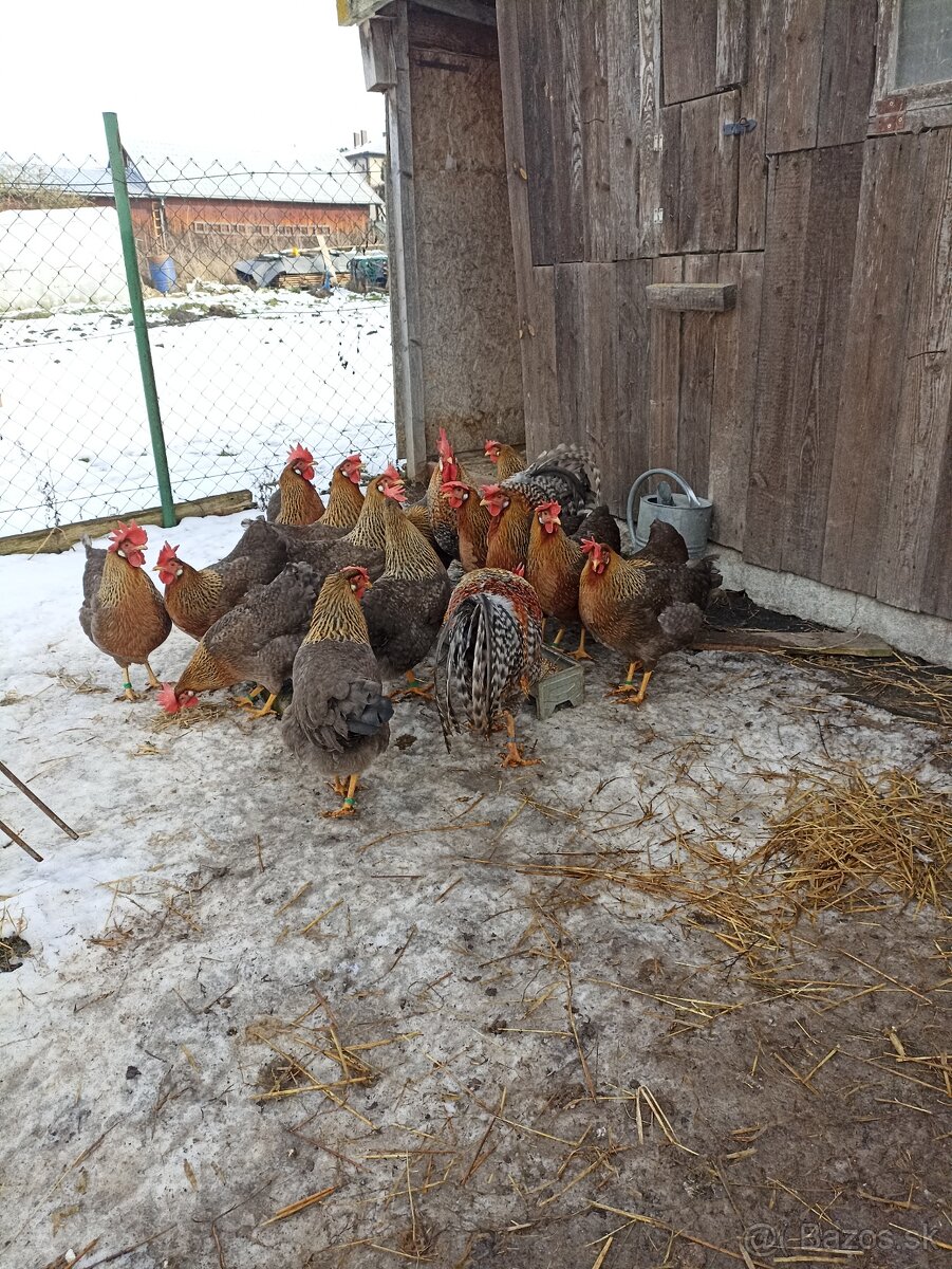 Leghorn a vlaška rodofarebná - 2