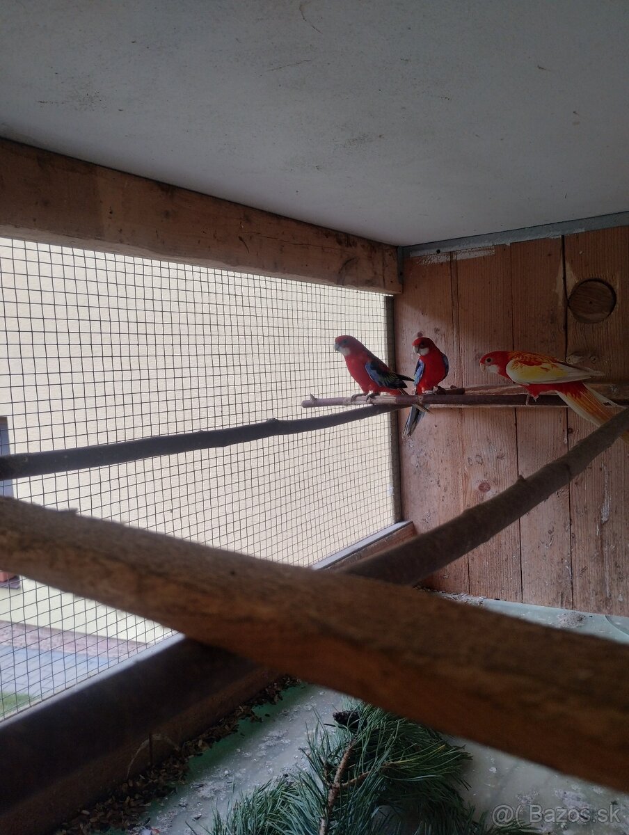 Rozela pestrá, rozela červená - 2