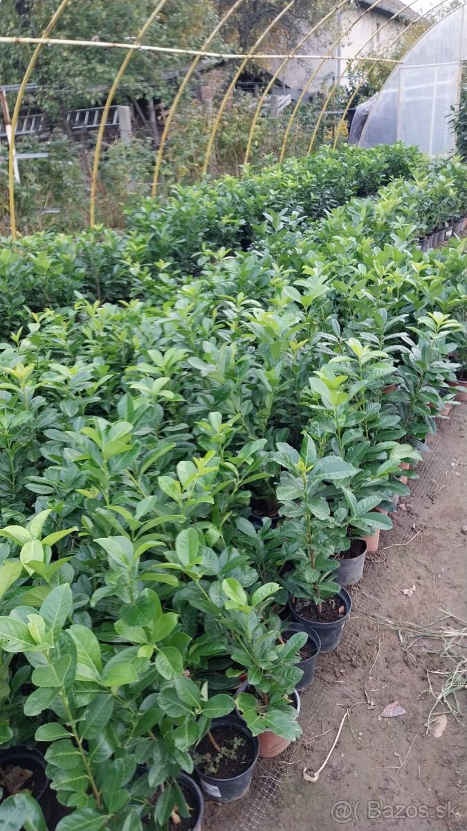 Vavrinovec lekarsky - 2