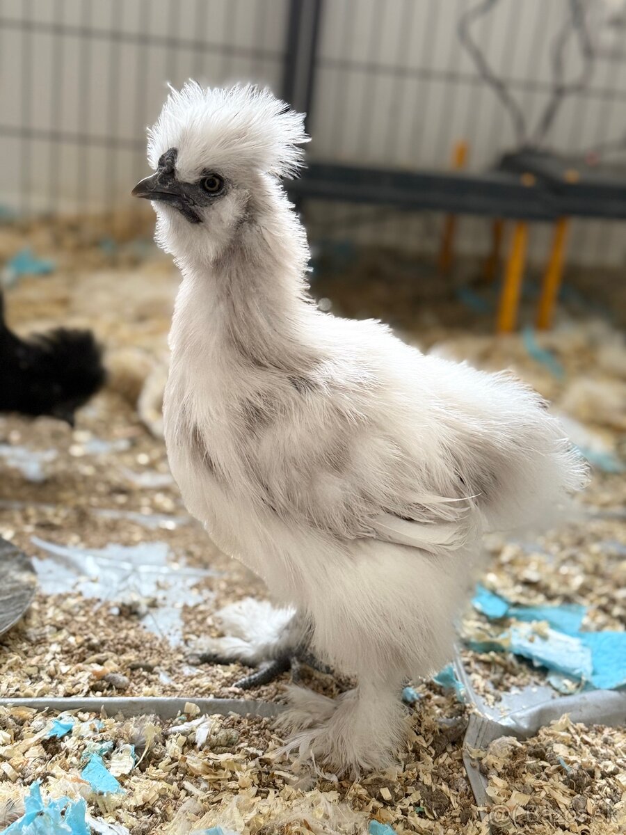 Predám hodvábničky USA - 2