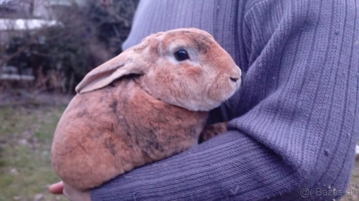 Dalmatínsky rex. - 2