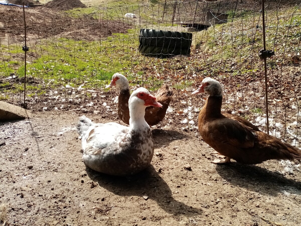 NV pižmová kačica - 2