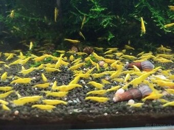 Koupím krevetky - 2