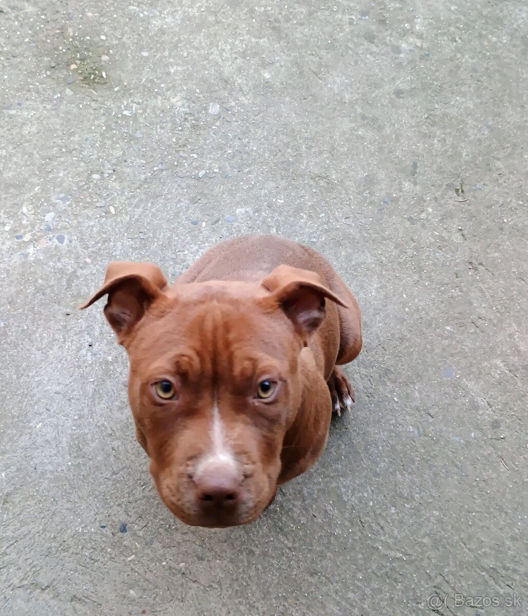 Americký pitbullterier - 2