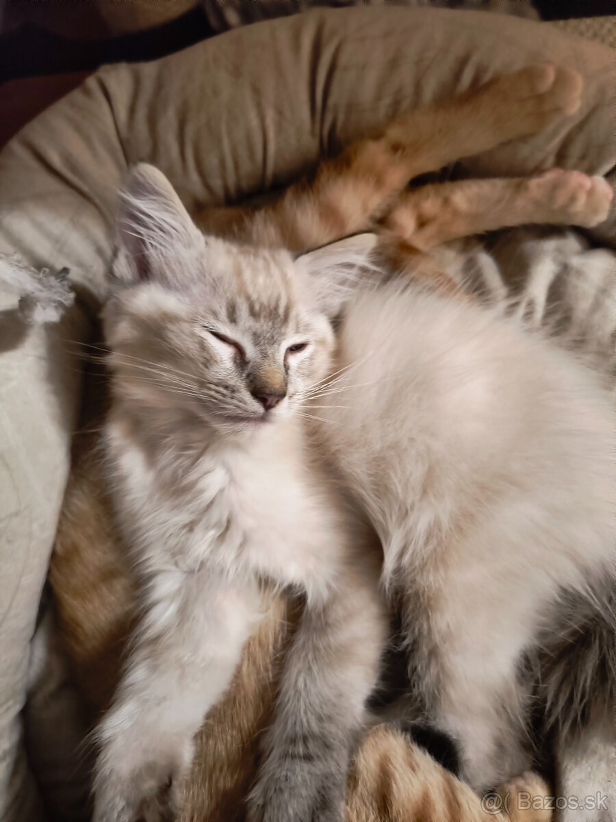 Ragdoll mačiatka - 2