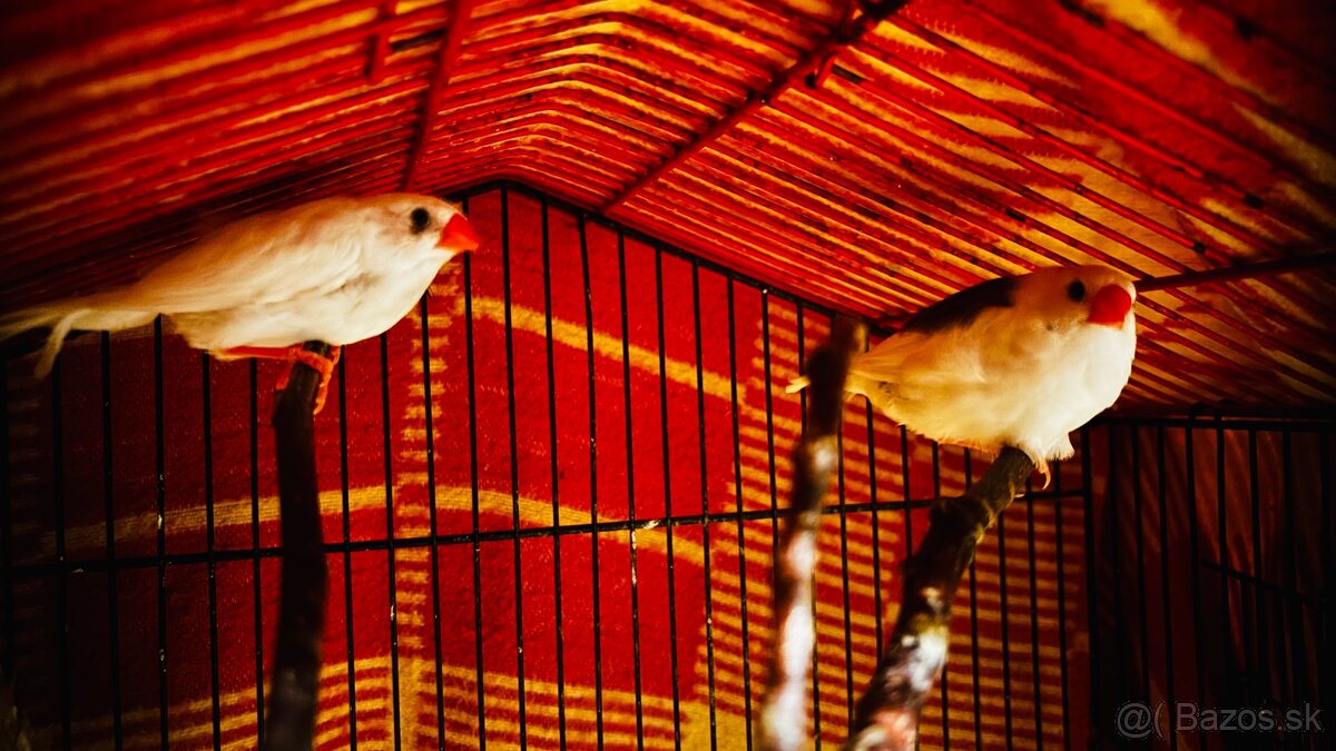 Zebricky austrálske - 2