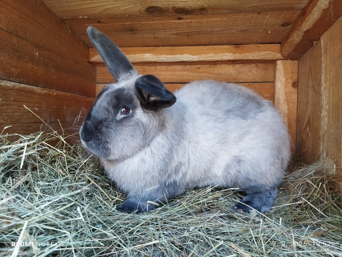 KUNÍ VEĽKÝ MODRÝ - samec s rodokmeňom - 2