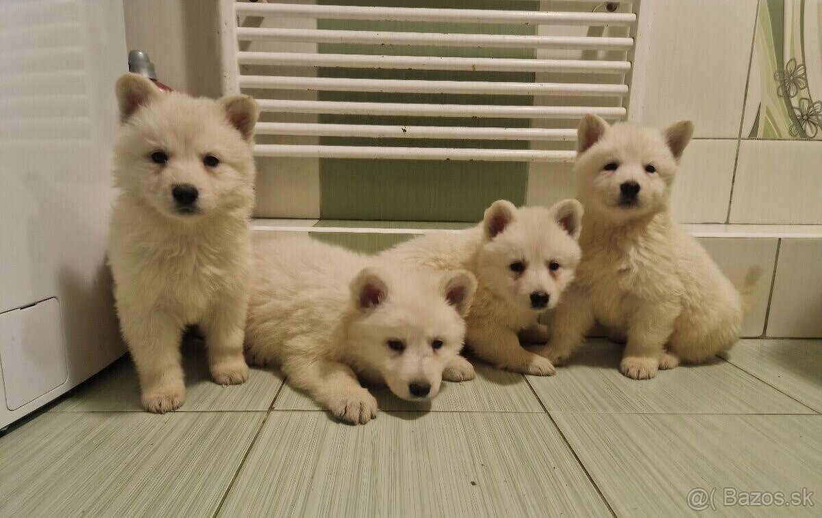 Biely švajčiarský ovčiak s PP - 2