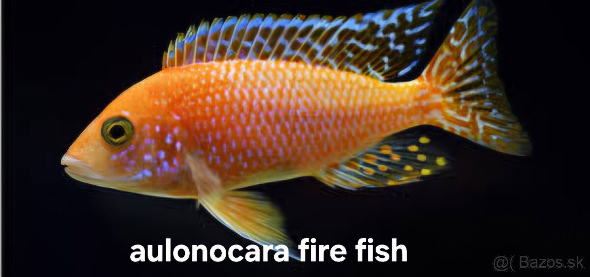 Africké cichlidy Malawi - 2