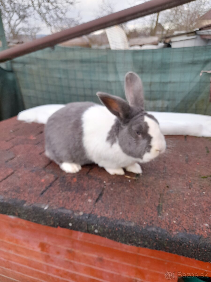 Šarišský obrovitý strakač - 2