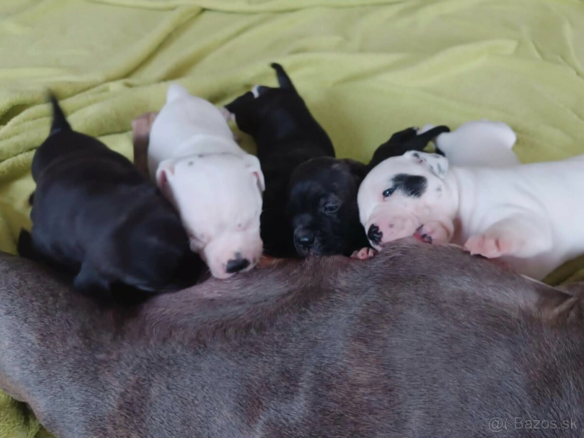 Stafordšírsky bulteriér / Stafbull s PP - 2