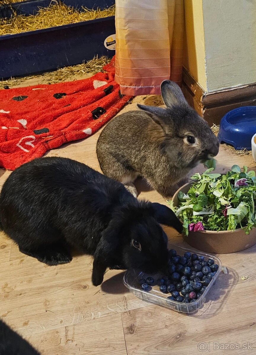 Ročný zajačik - 2