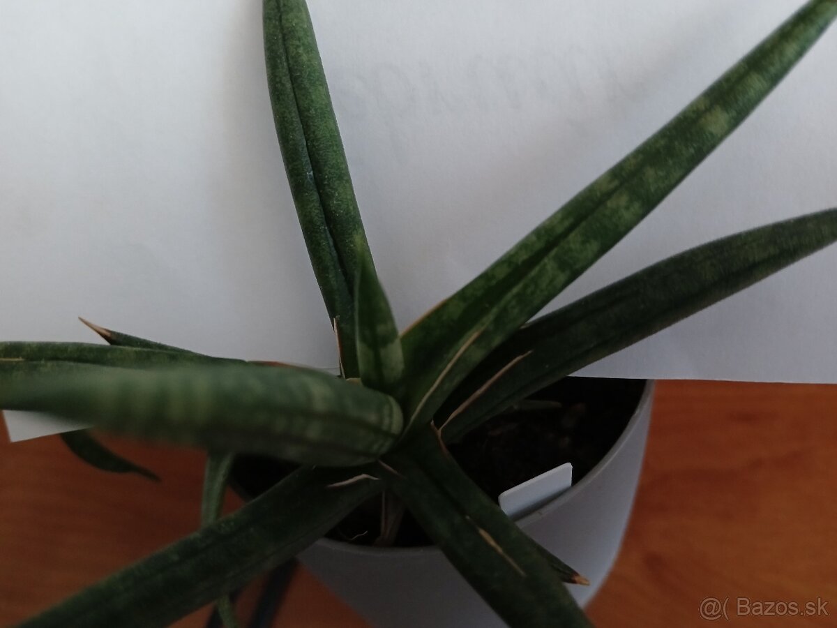 Sansevieria ballyi - 2