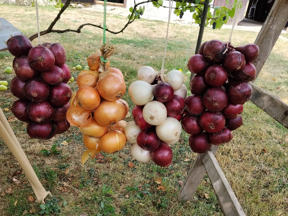 Cibuľa domáca - bio, - 2