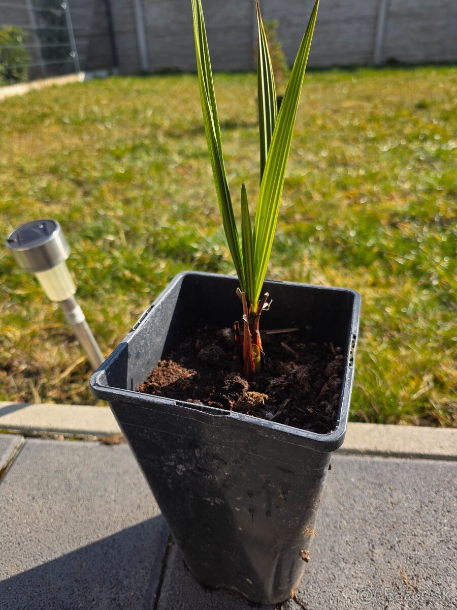 Palma jubaea Chilensis - 2
