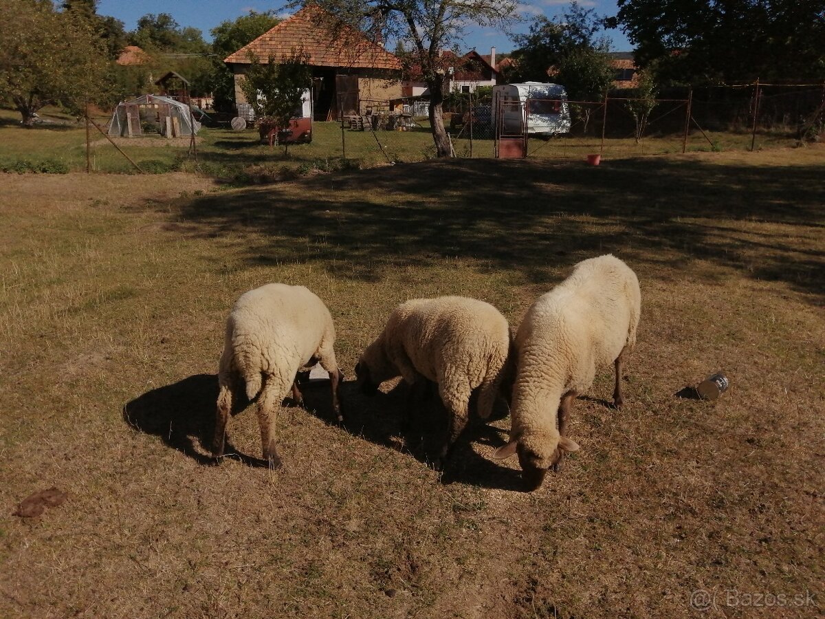 Predám jahnata - 2