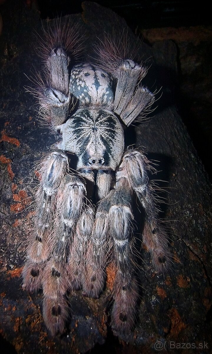 Pavúk, Vtáčkar , Tarantula , Heteroscodra maculata - 2