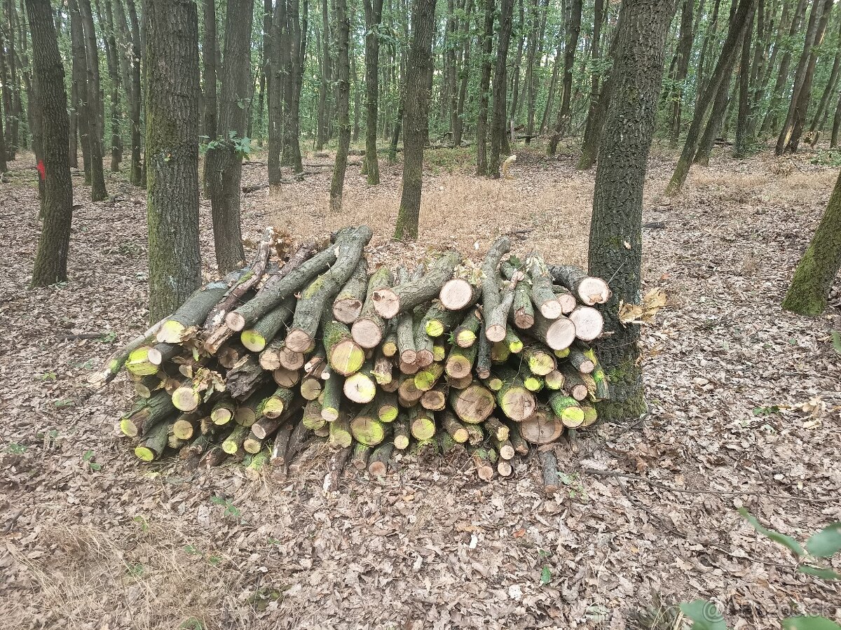 Dub palivové drevo - 2
