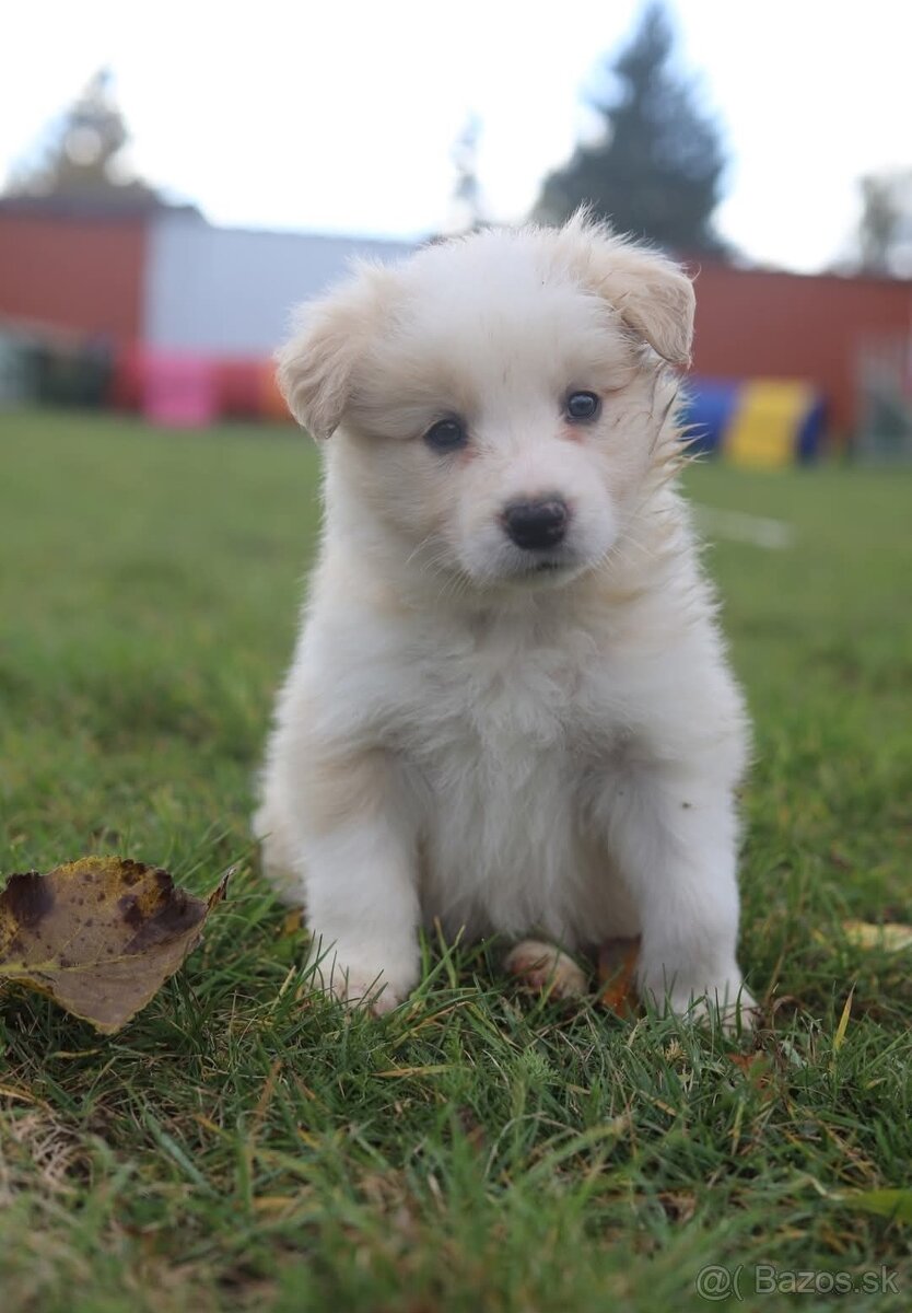 Border kolia s PP - 2