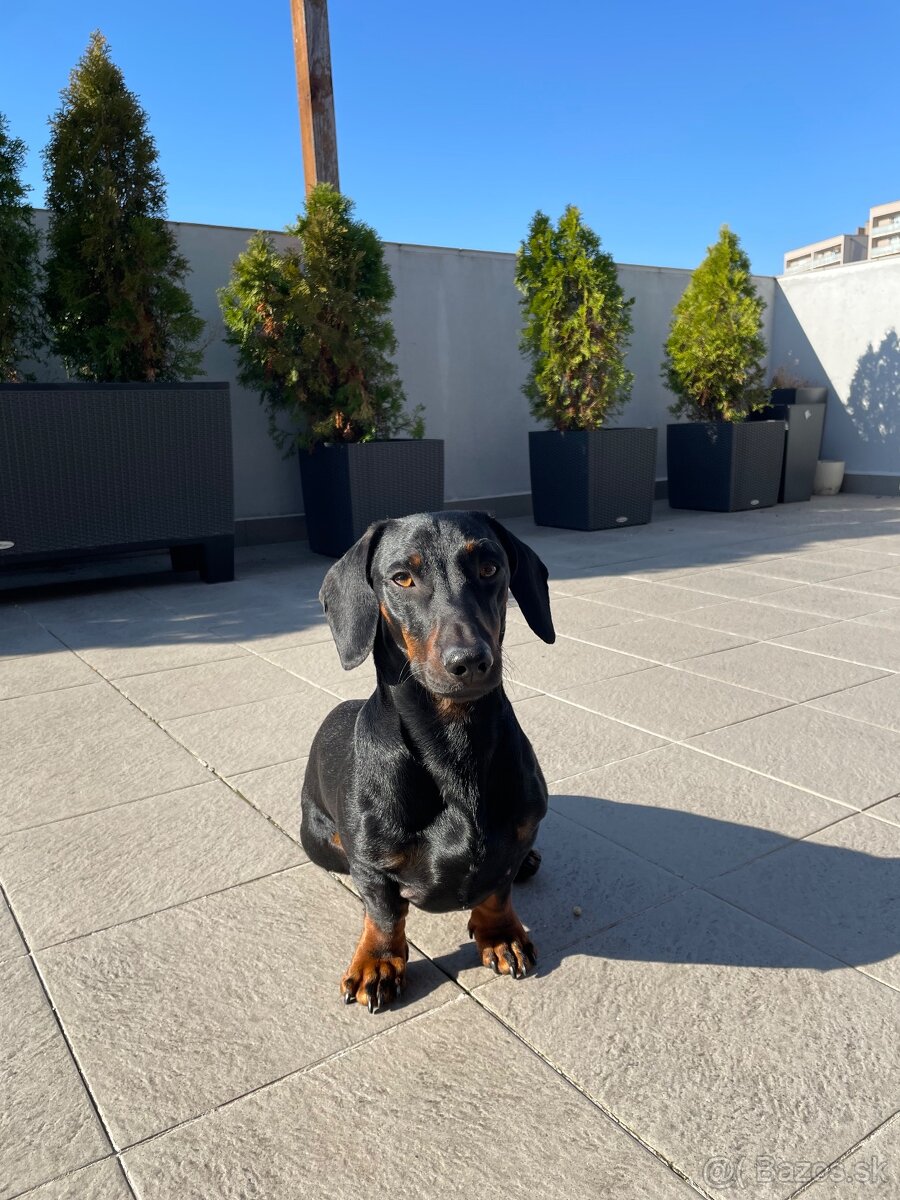 Ponúkame nádherného jazvečíka na krytie - 2