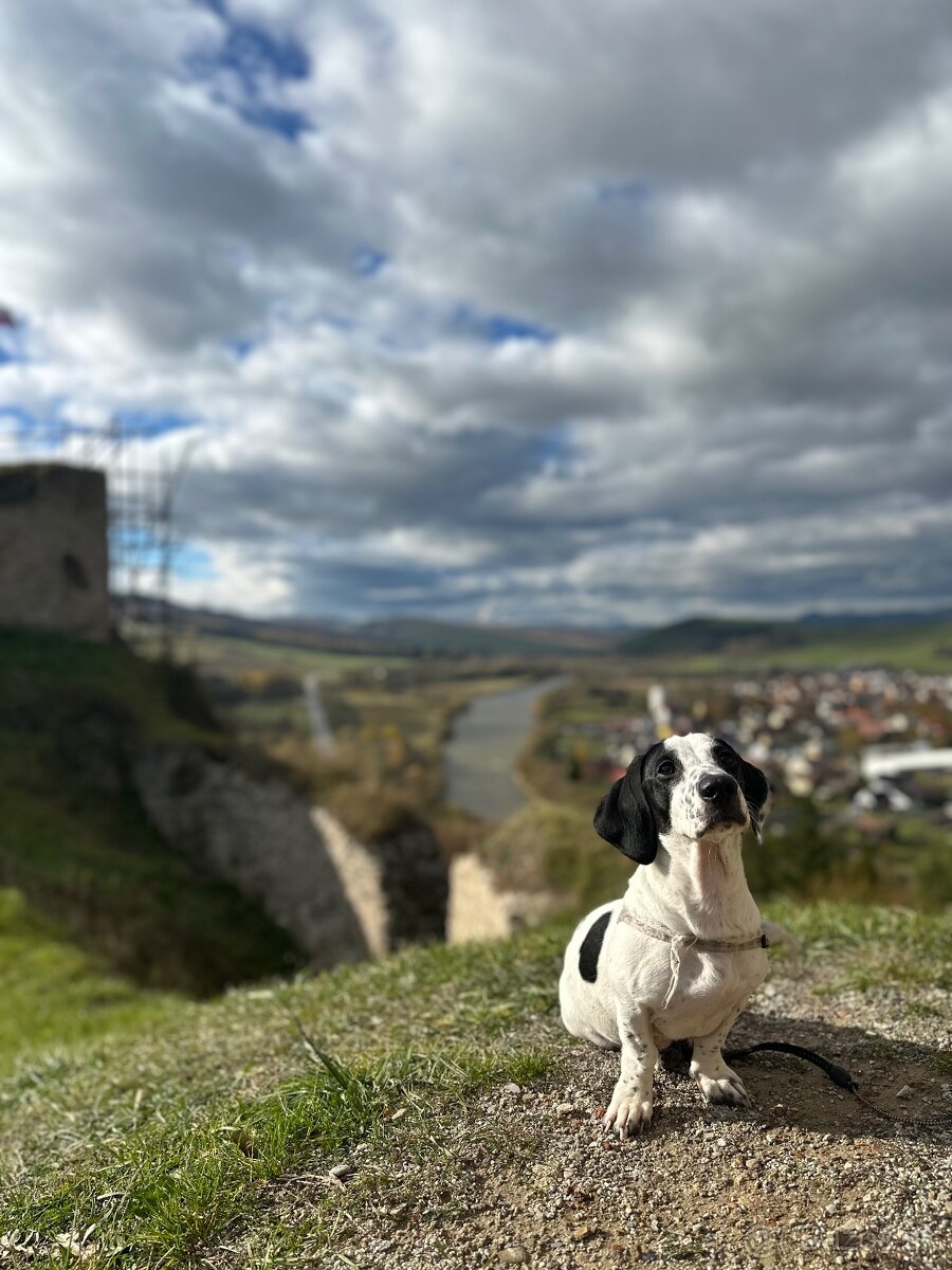 Jazvečík Merle - 2