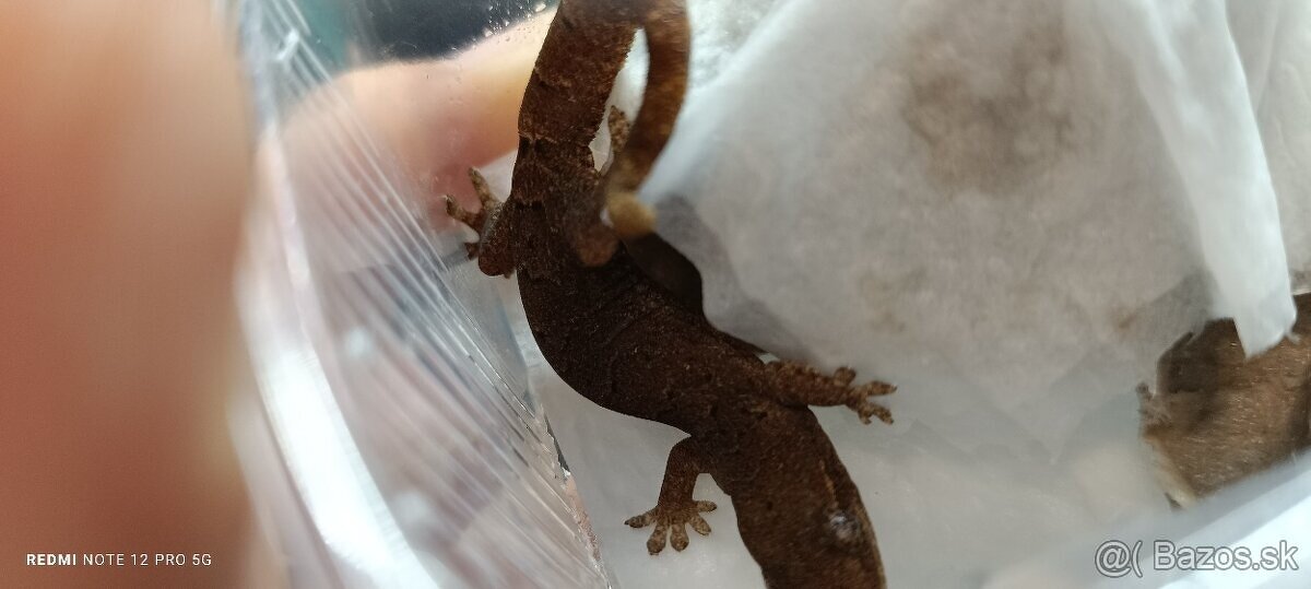 Lepidodactylus lugubris - 2